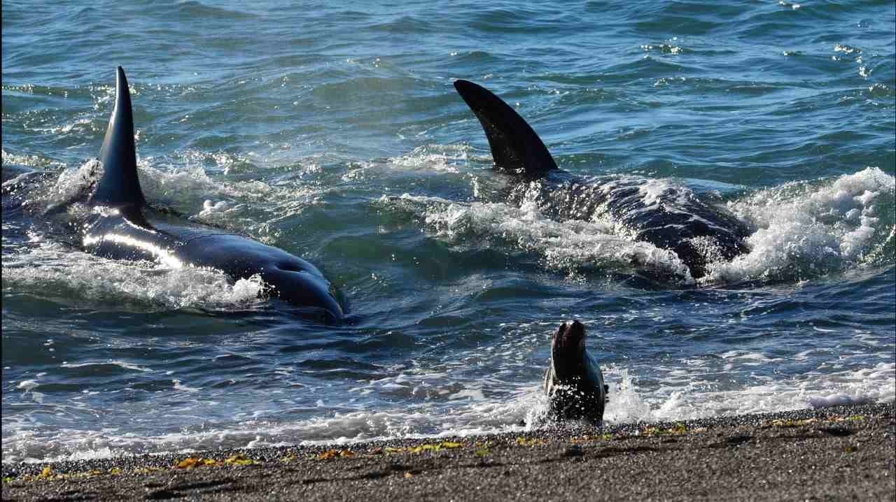 www.minutoneuquen.com orcas00