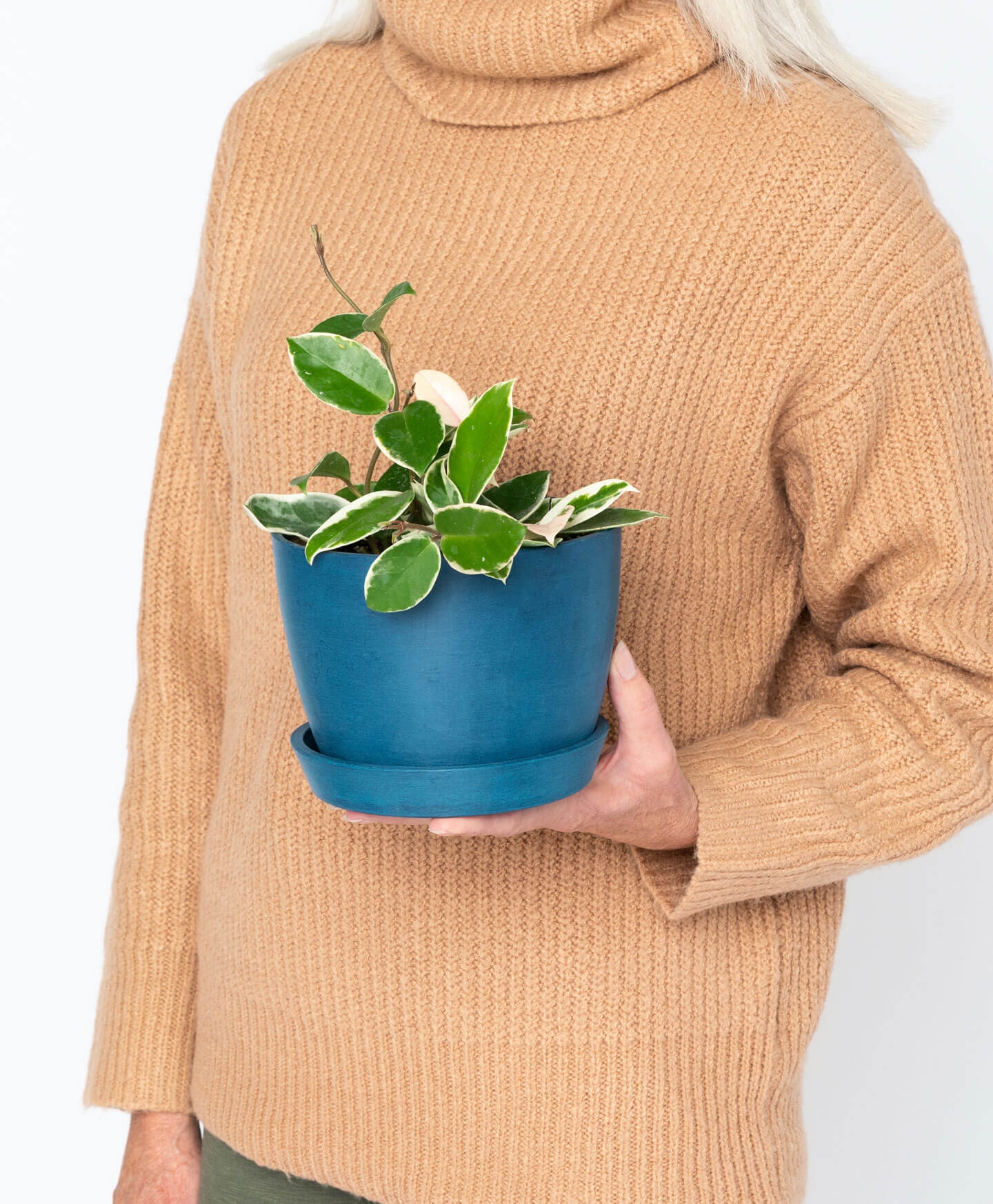 bloomscape_how-to-care-for_hoya-exotica