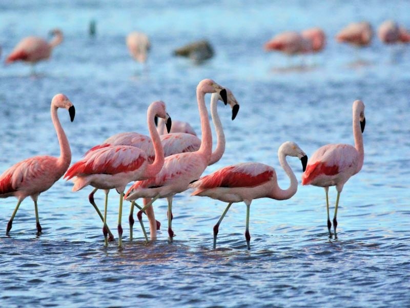 www.minutoneuquen.com flamencos1