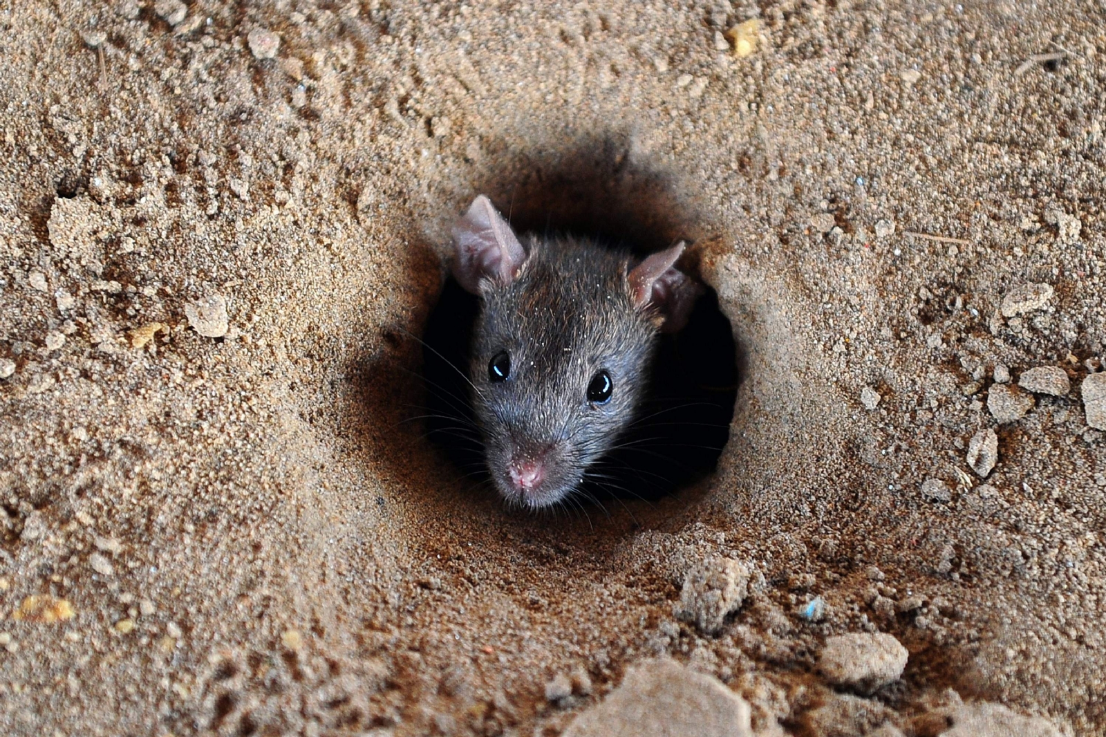 ratas 1