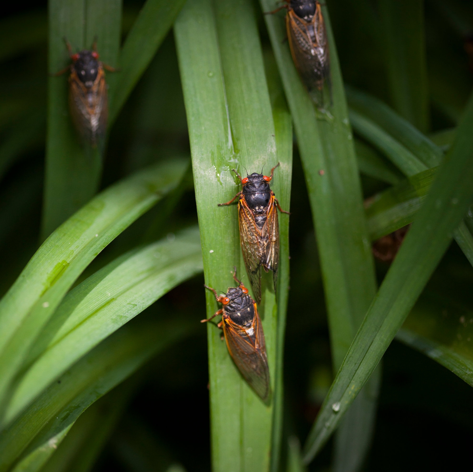 cigarras 2
