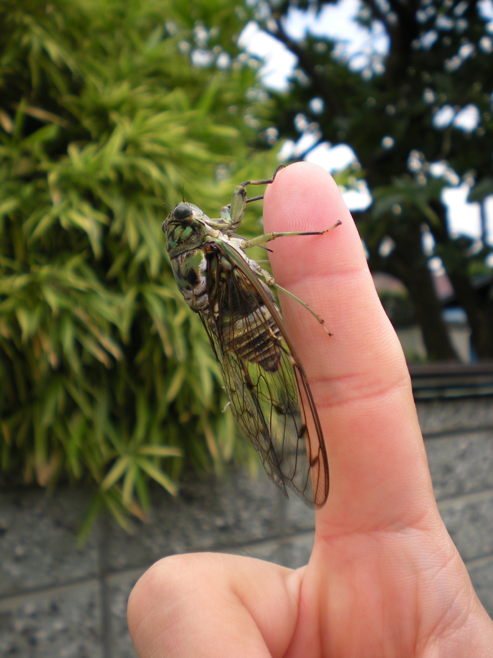 cigarras 3