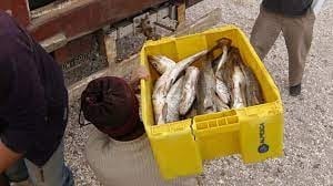 PESCADAZO 1