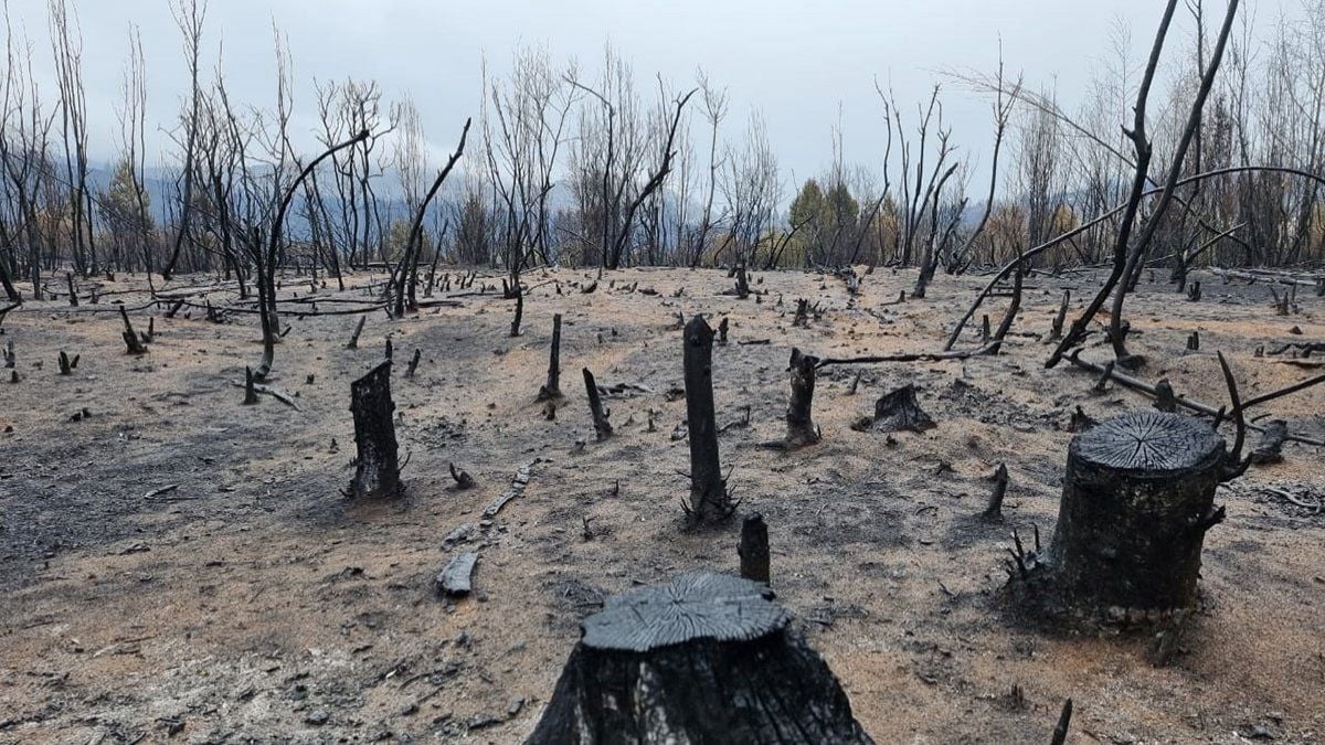 incendio-comarca-imagenes-fuego-el-boslon-7jpg