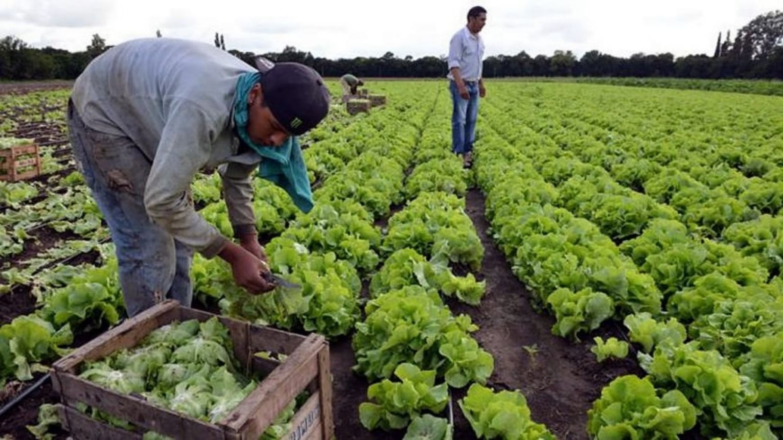 50134-trabajadores-rurales-recibiran-el-aumento-de-4-mil-pesos