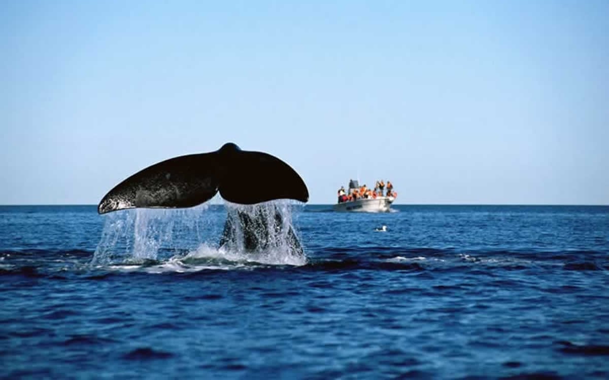 avistaje-ballenas-las-grutas-4