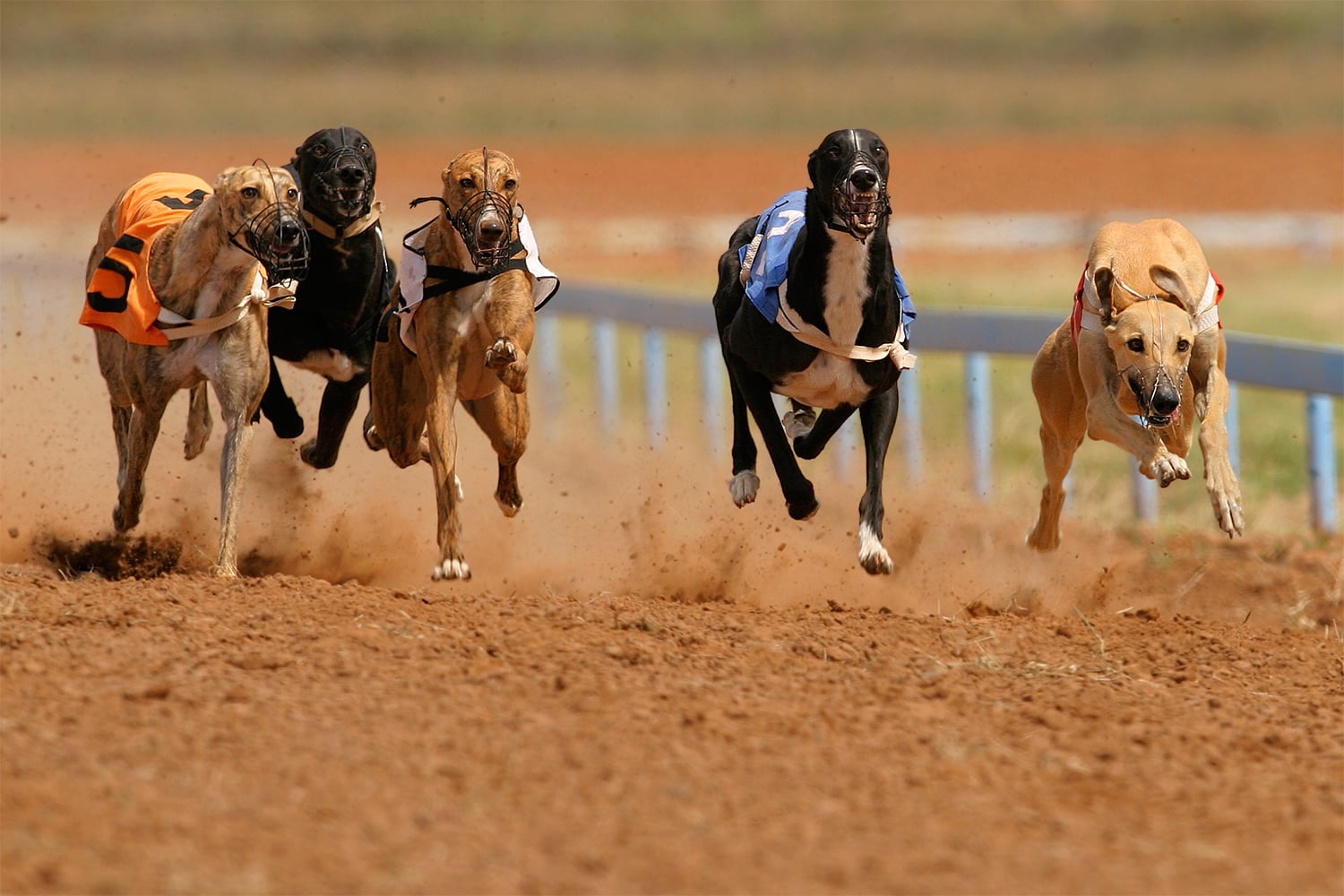 carrera-de-galgos