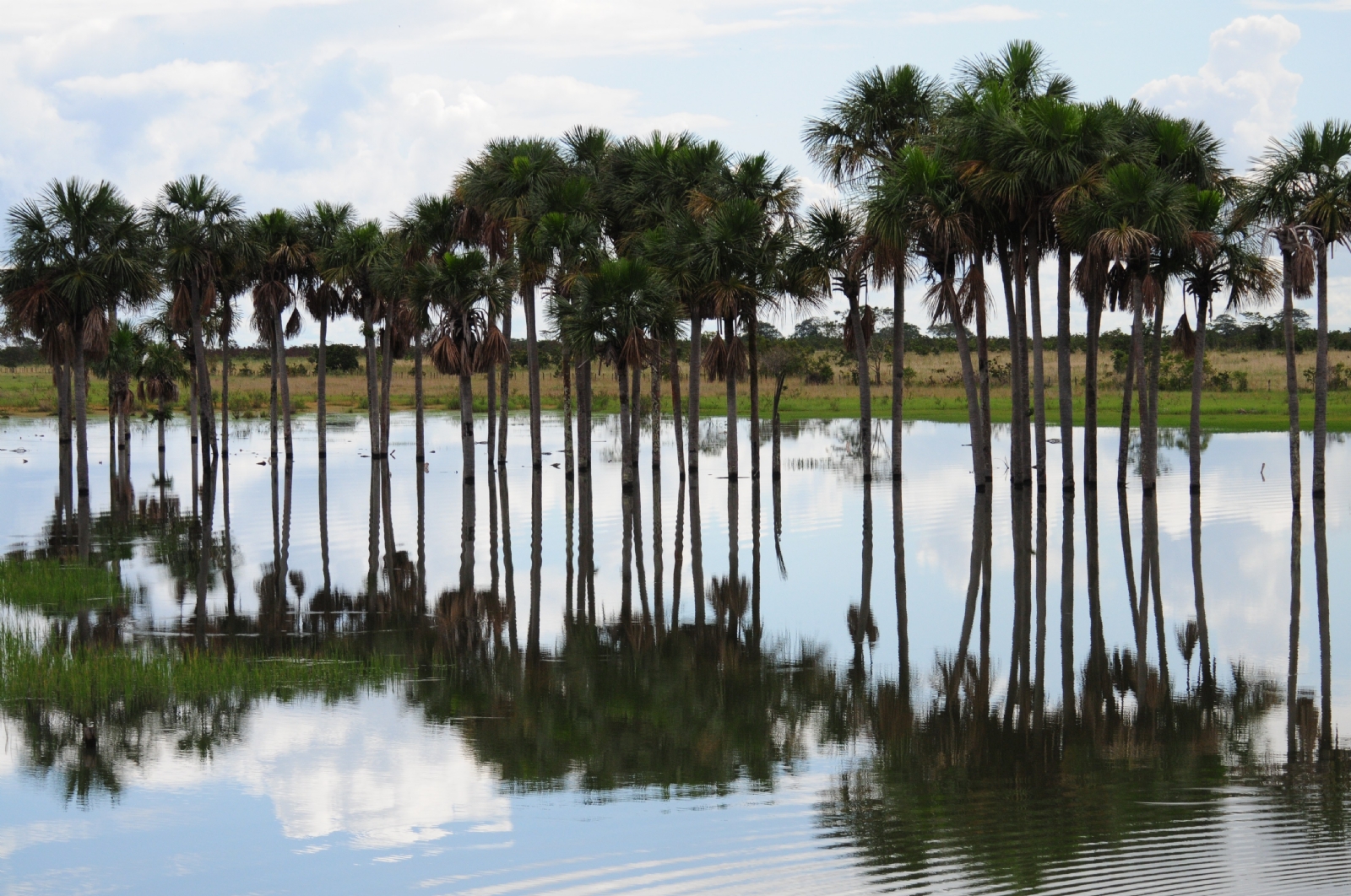 arboles 2