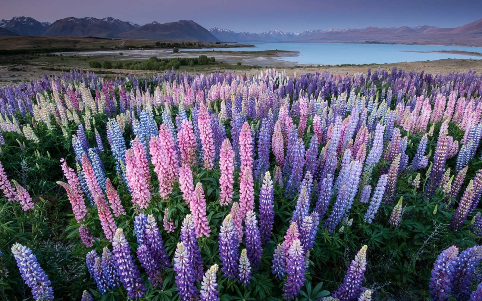 ws_Mountains_Lupines_Lake_Trees_1920x1200