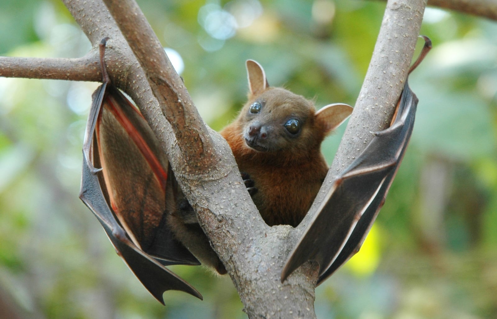 nipah 1