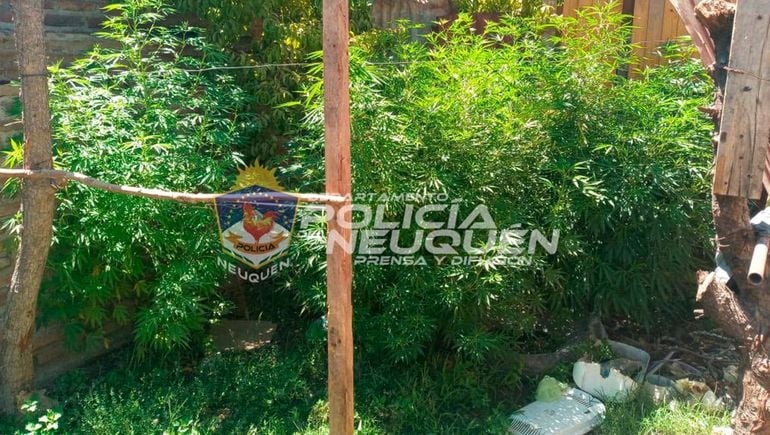 allanamiento-plantas-marihuana-2jpg