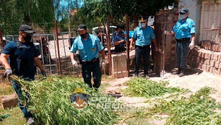 allanamiento-plantas-marihuana-1jpg