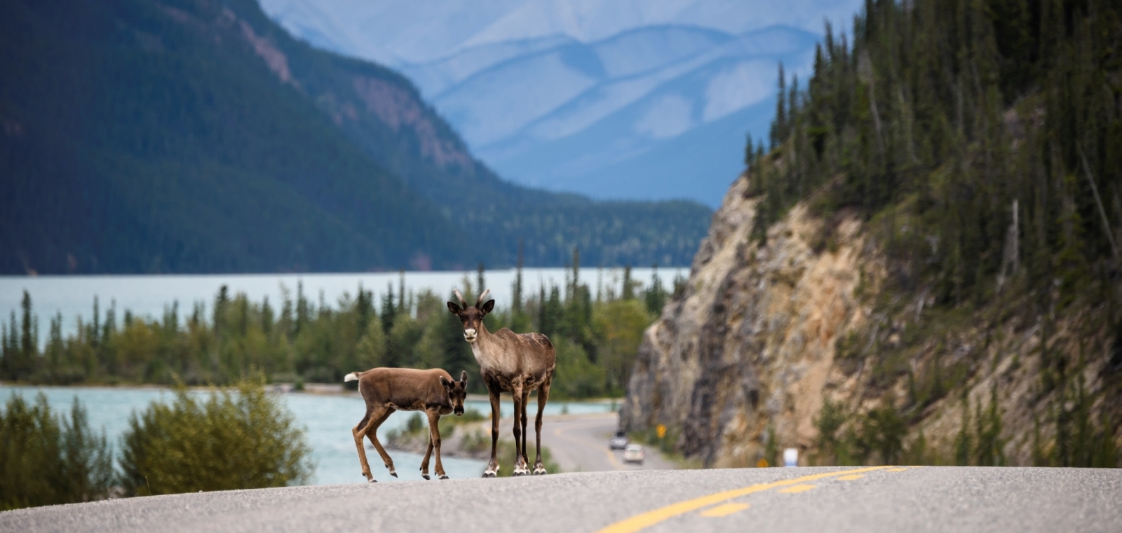 6-2613-muncho-lake-wildlife-2100x1000