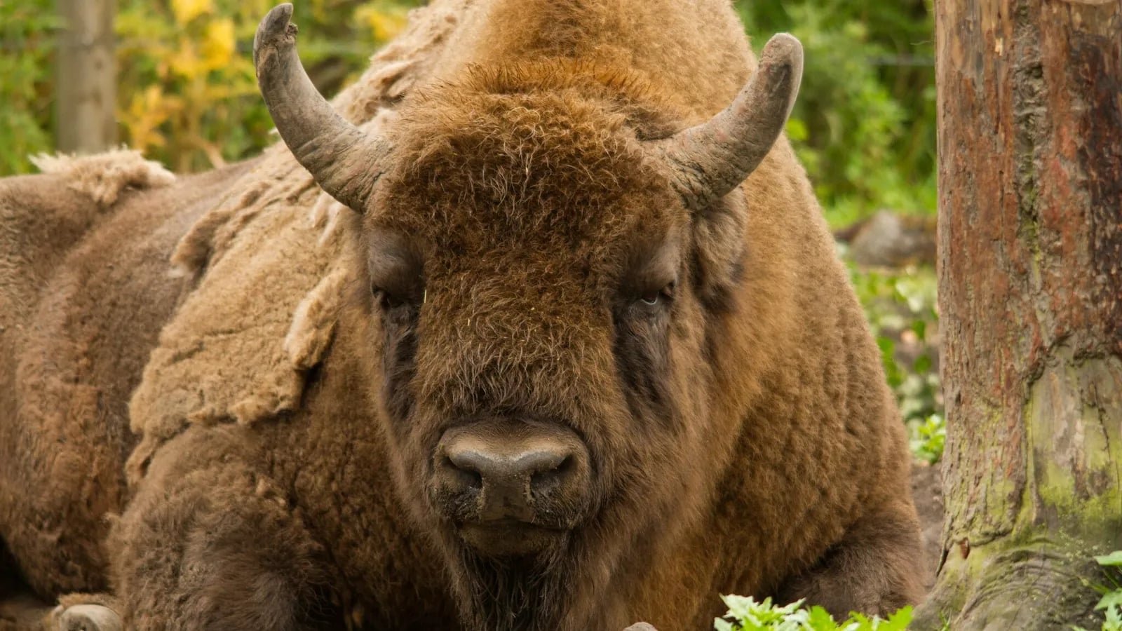 bison-at-the-wildwood-trust-ctom-cawdron