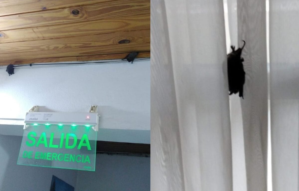 Plaga de murciélagos en el Registro Civil de Centenario 1