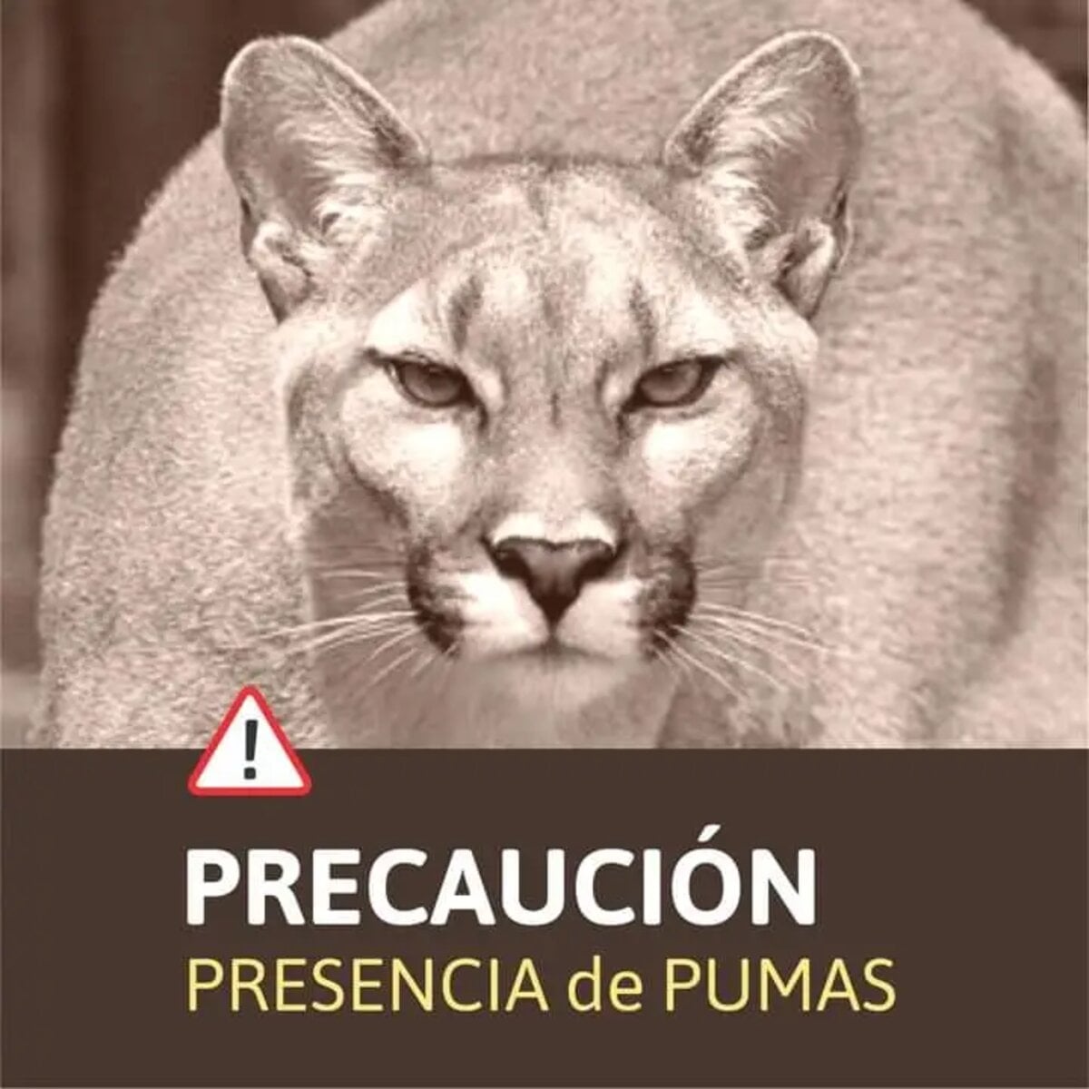 puma - RSM