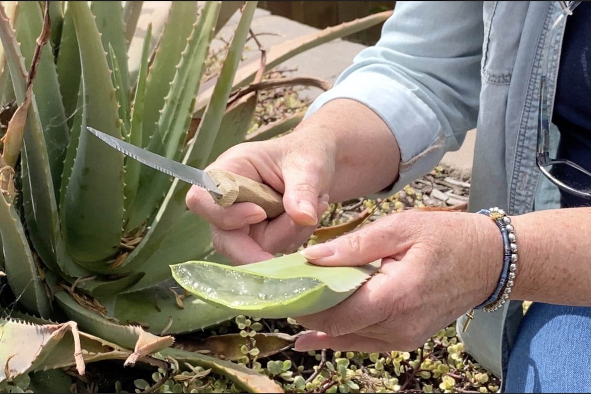 www.minutoneuquen.com.ar aloe2
