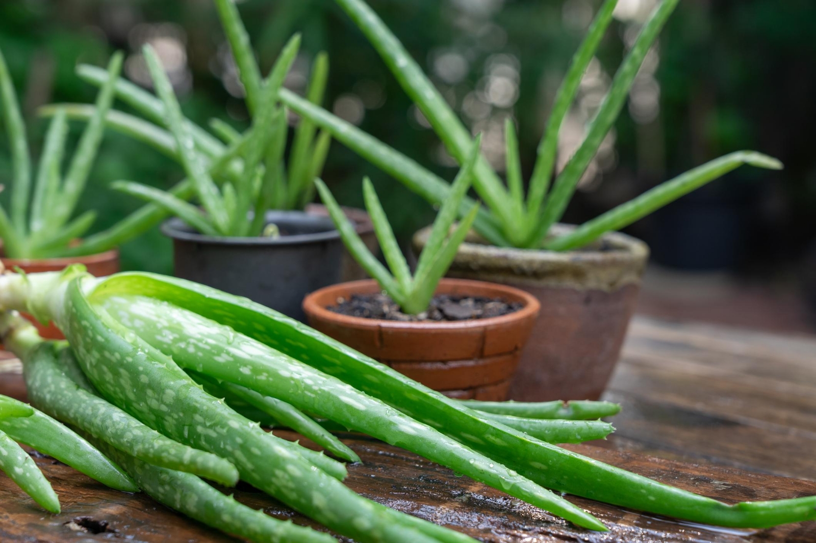 www.minutoneuquen.com.ar aloe01