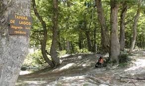 bosque nativo villa traful