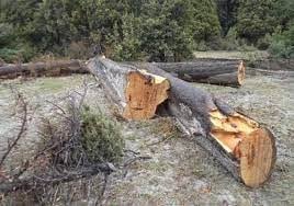 tala bosque
