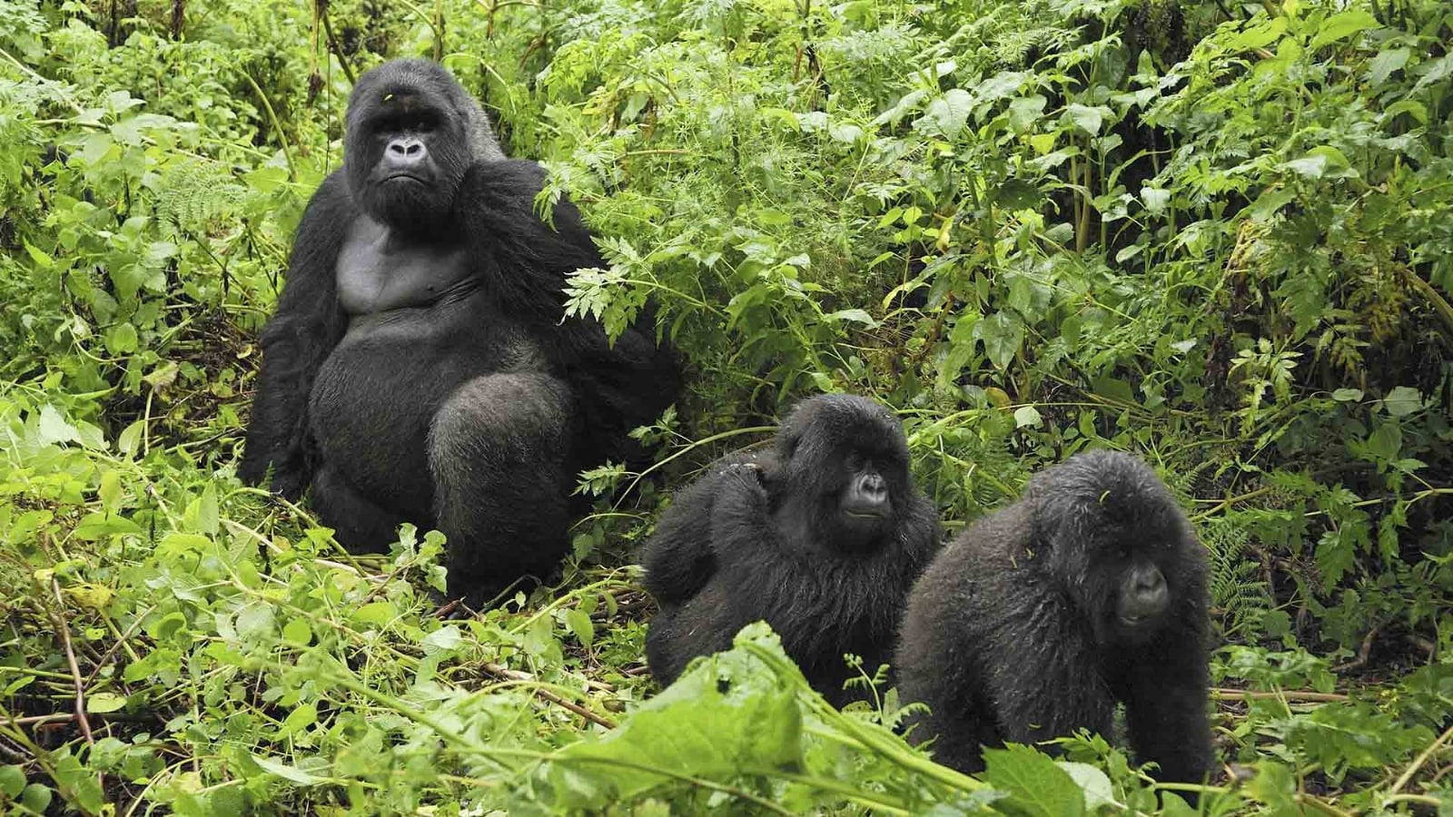 Mountain-Gorillas-Thomas-Marent