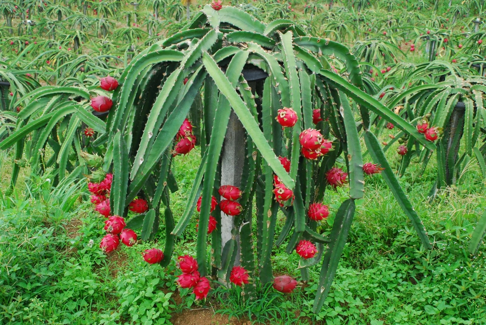 www.minutoneuquen.com.ar sucucomes00