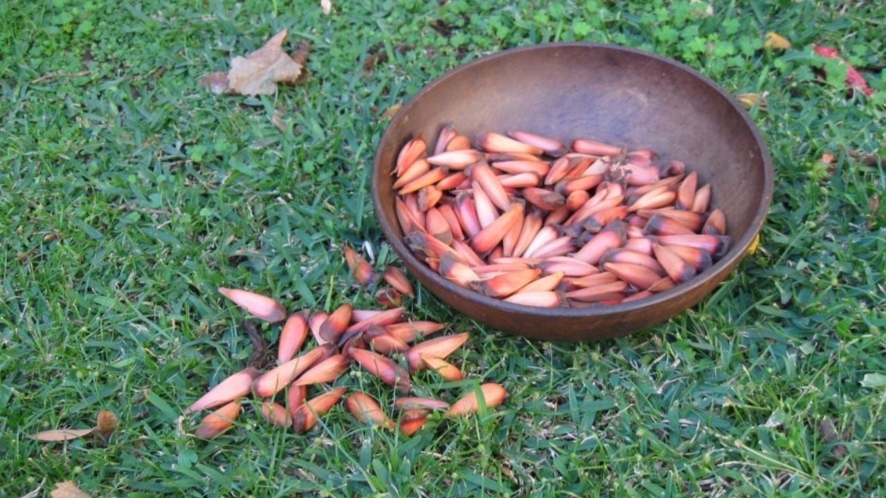 www.minutoneuquen.com.ar piñones001