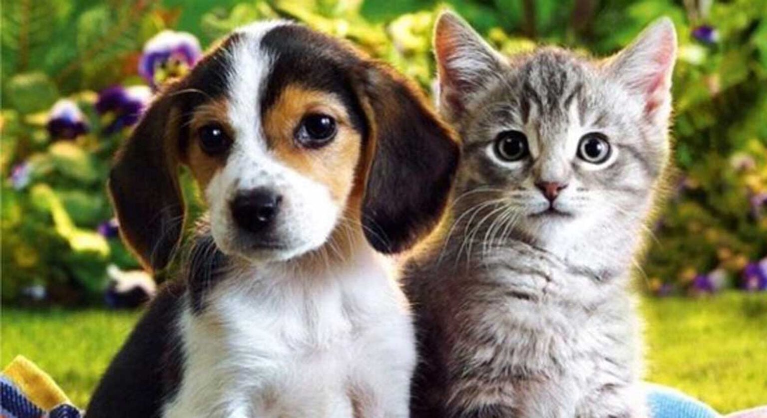 perro y gato