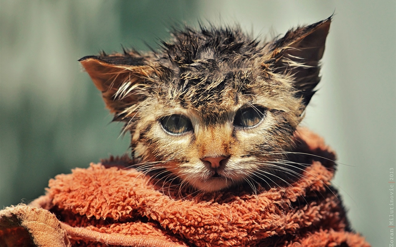 www.minutoneuquen.com.ar gatoagua2