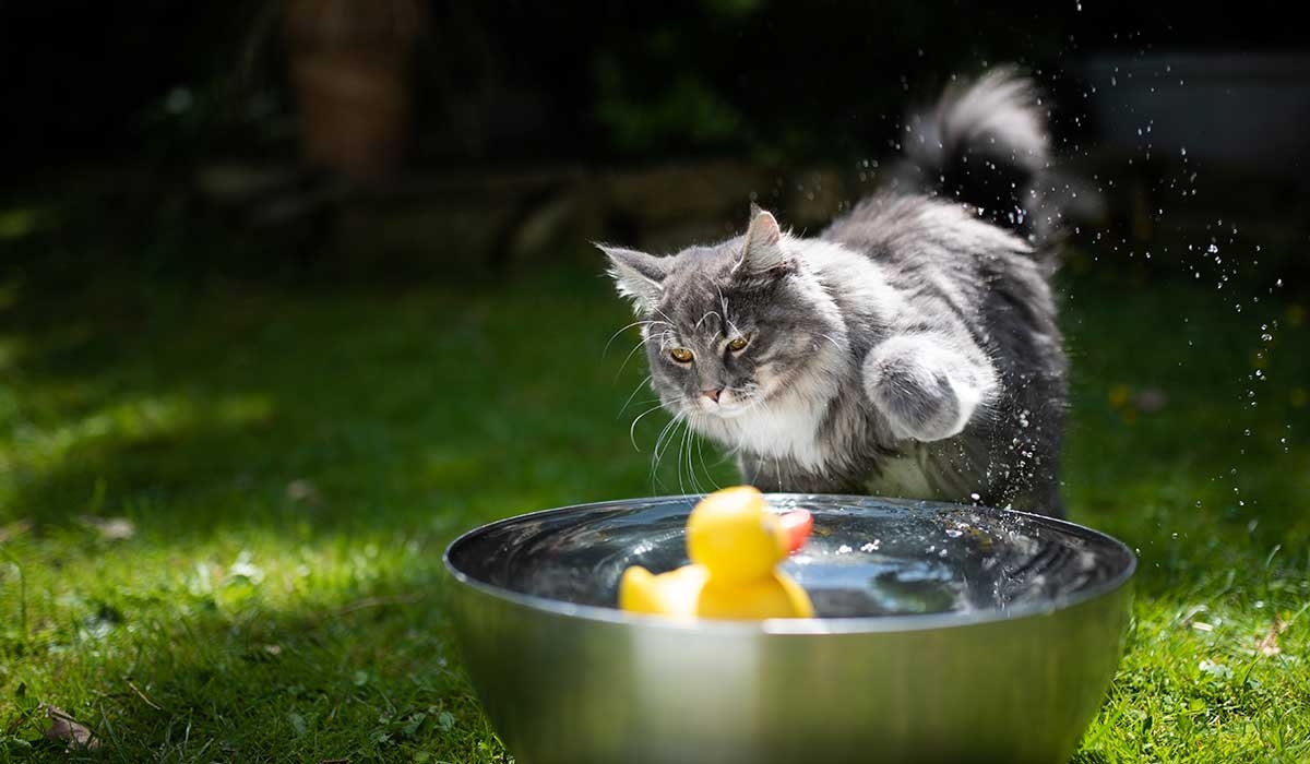 www.minutoneuquen.com.ar gatoagua1
