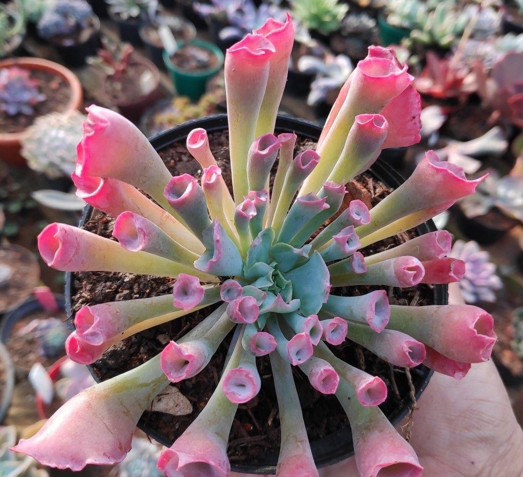 www.minutoneuquen.com.ar sucupink4