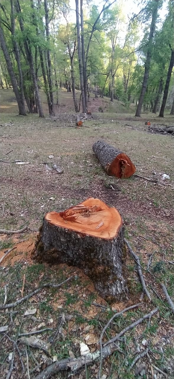 Aprovechamiento forestal en el Paraje Piedra de Trompul