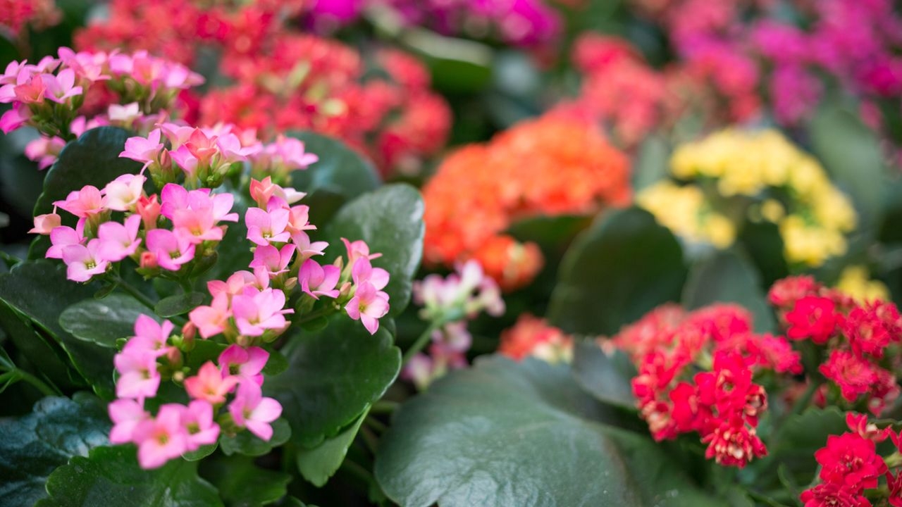 www.minutoneuquen.com.ar kalanchoe00