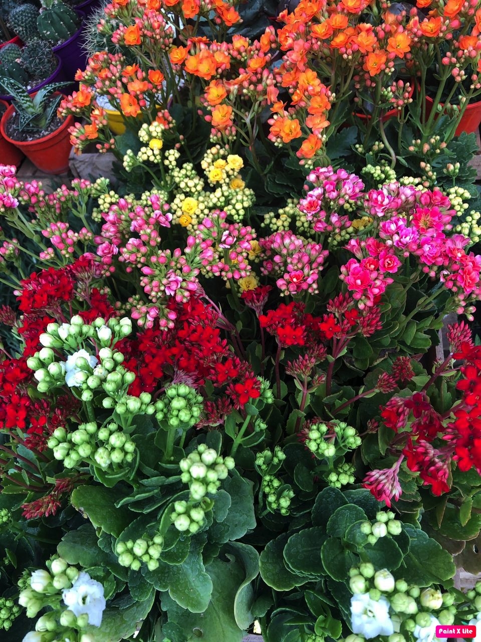 www.minutoneuquen.com.ar kalanchoe2