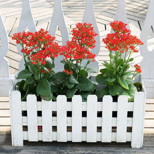 www.minutoneuquen.com.ar kalanchoe4