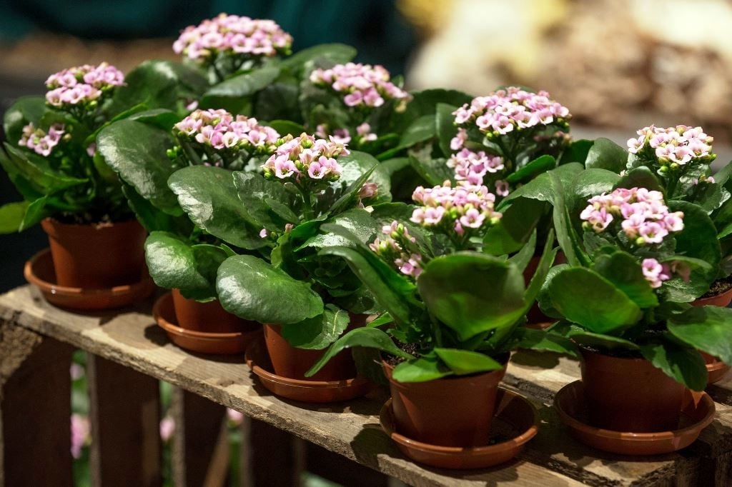 www.minutoneuquen.com.ar kalanchoe1