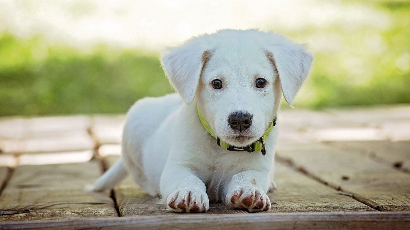www.minutoneuquen.com.ar perro001