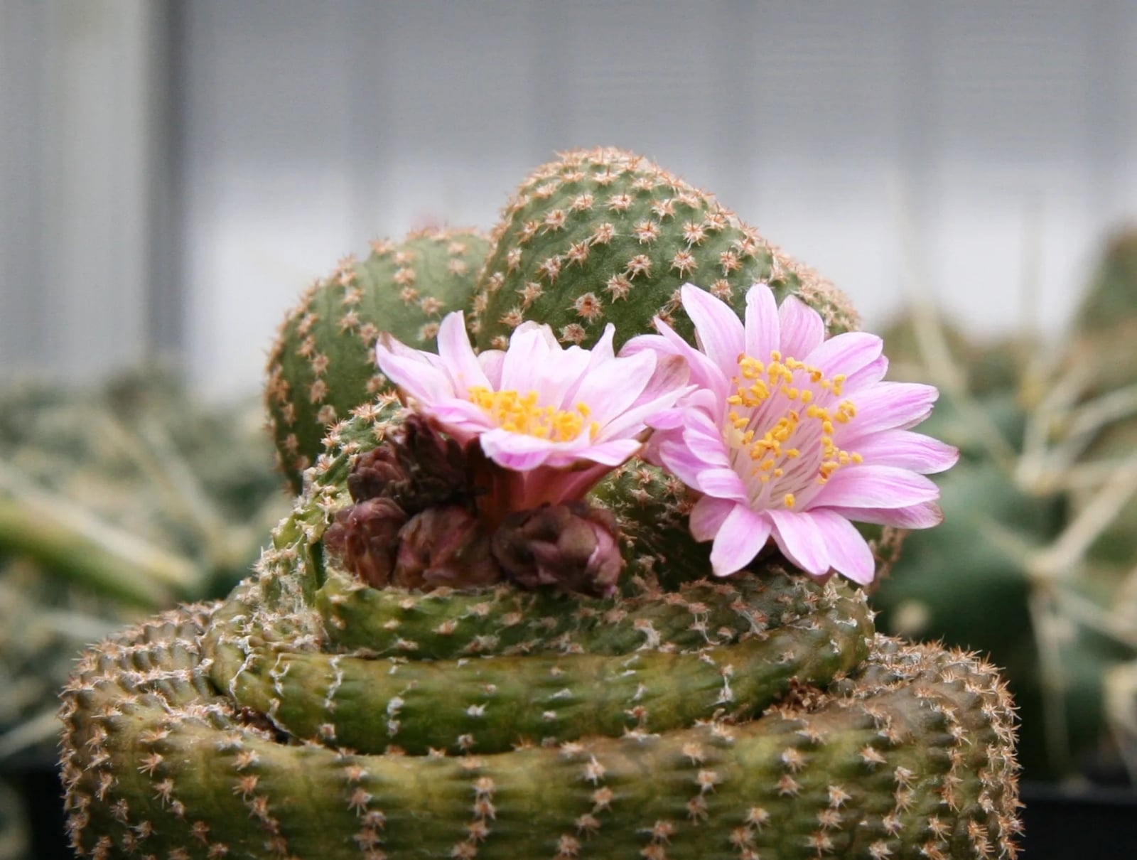 www.minutoneuquen.com.ar cactus1