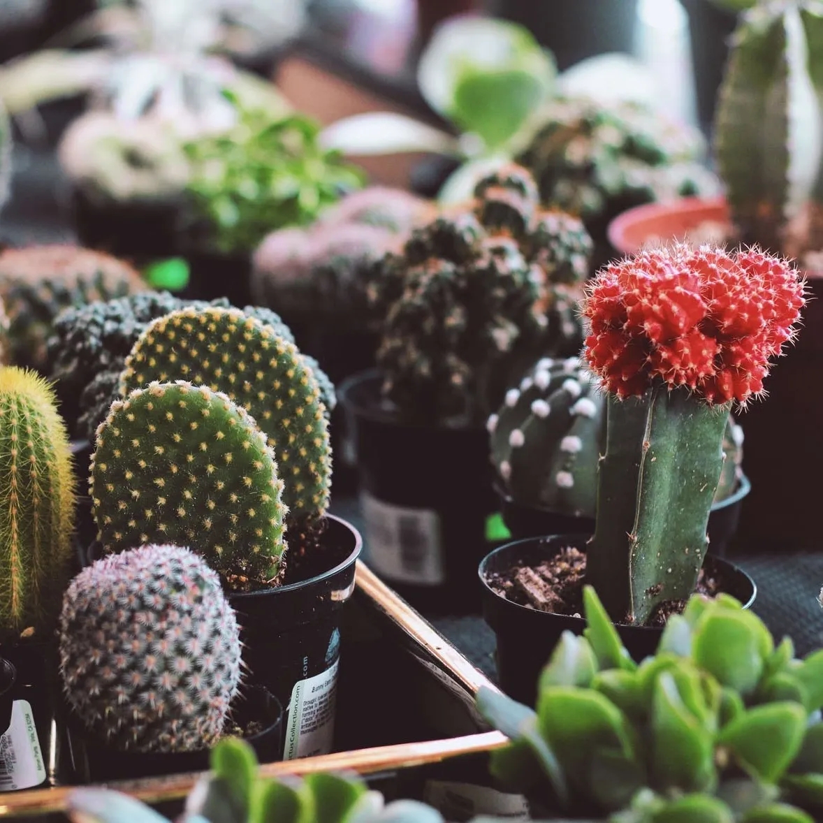 www.minutoneuquen.com.ar cactus2
