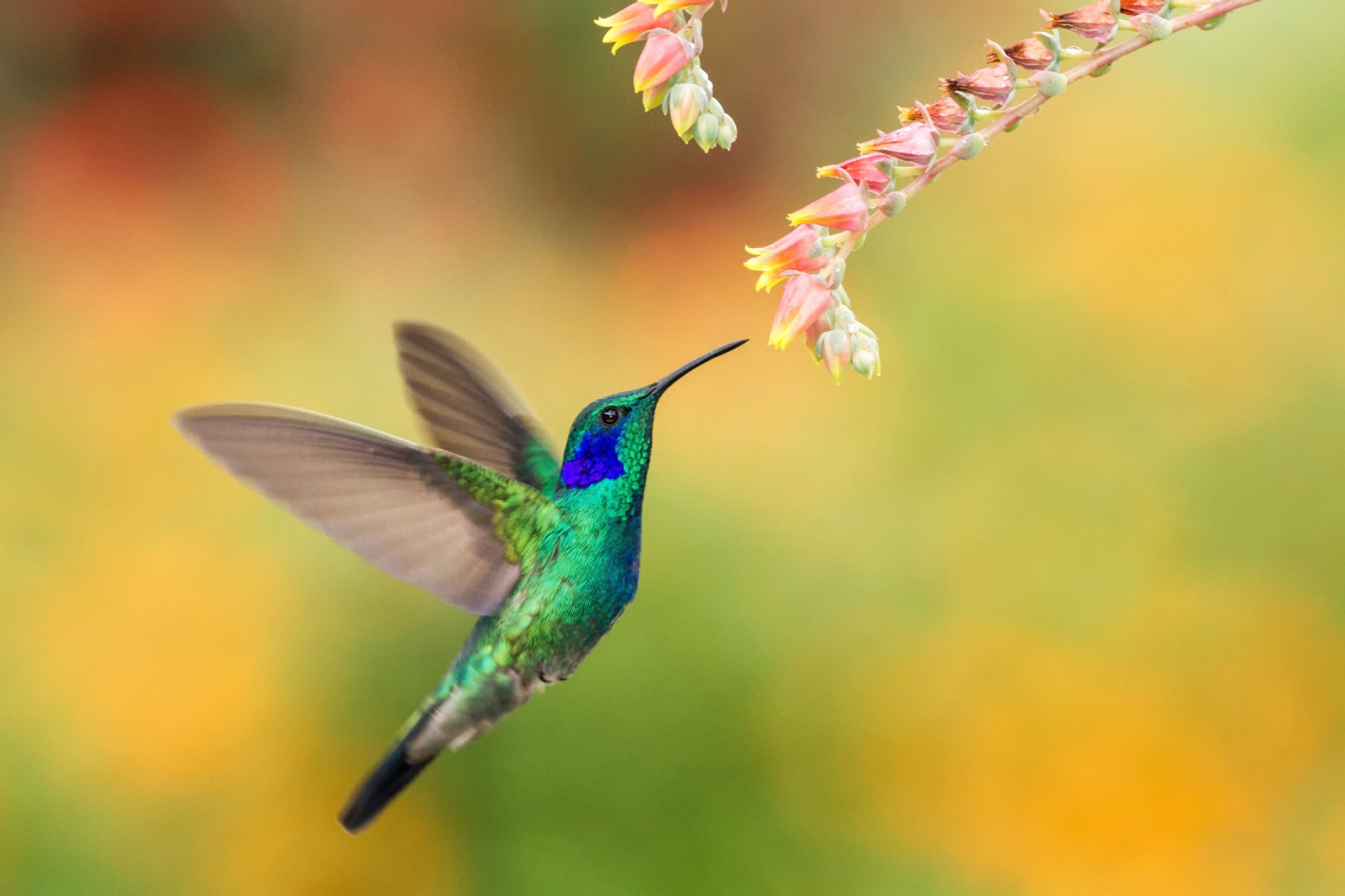 www.minutoneuquen.com.ar colibri00