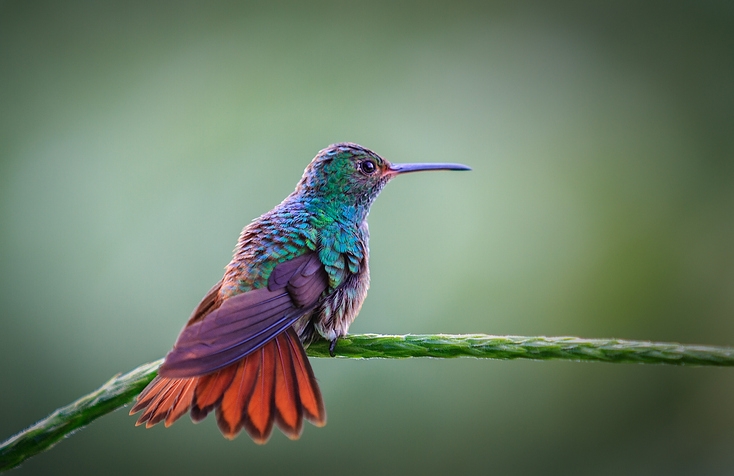 www.minutoneuquen.com.ar colibrí1