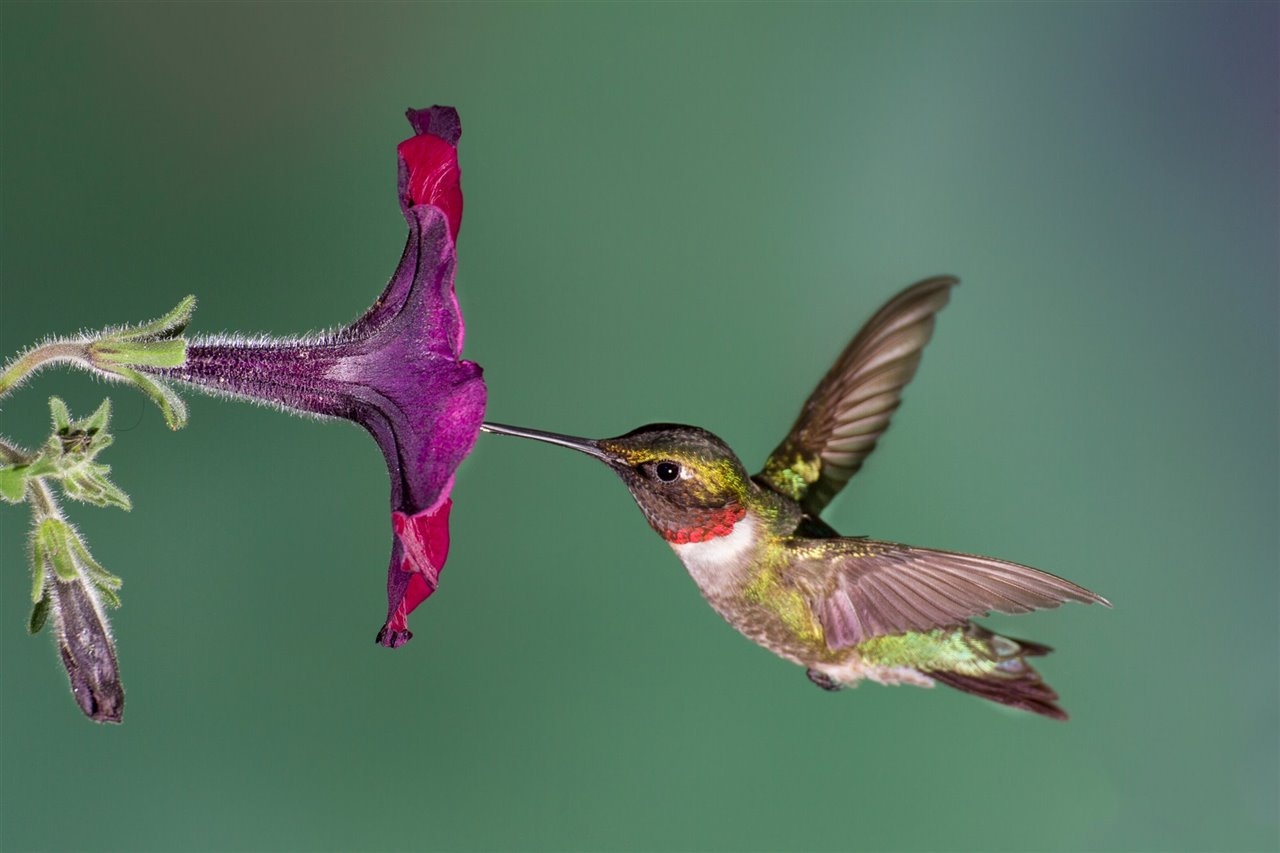 www.minutoneuquen.com.ar colibri2