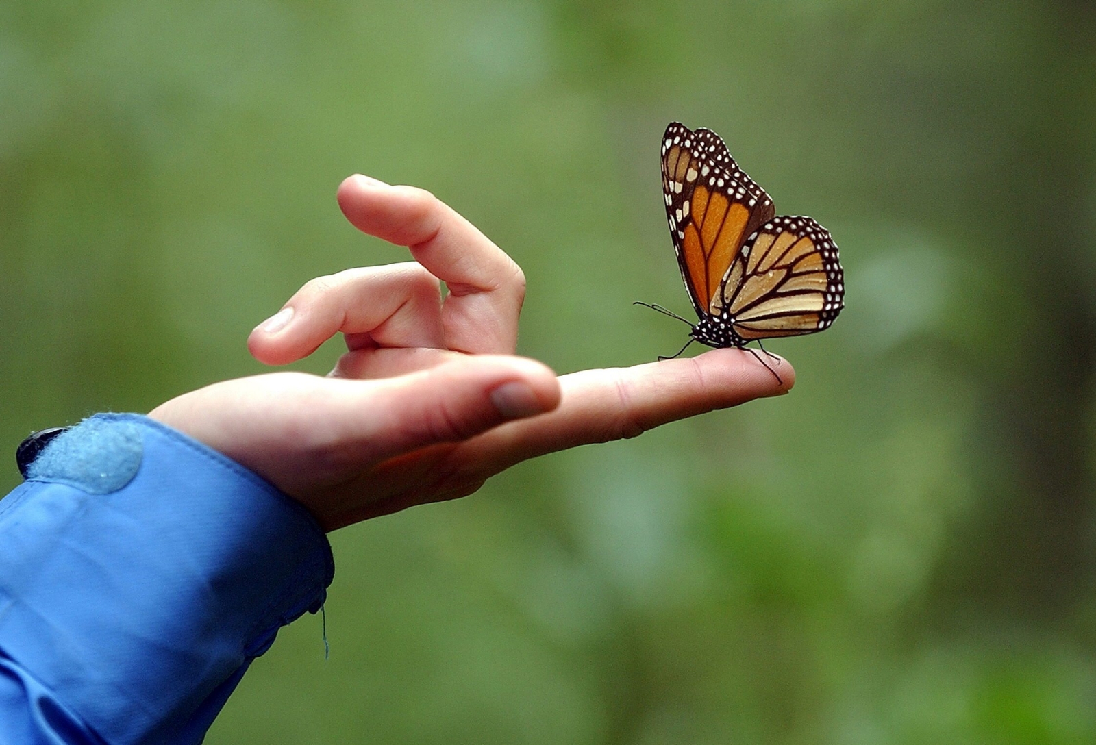 www.minutoneuquen.com.ar mariposa1