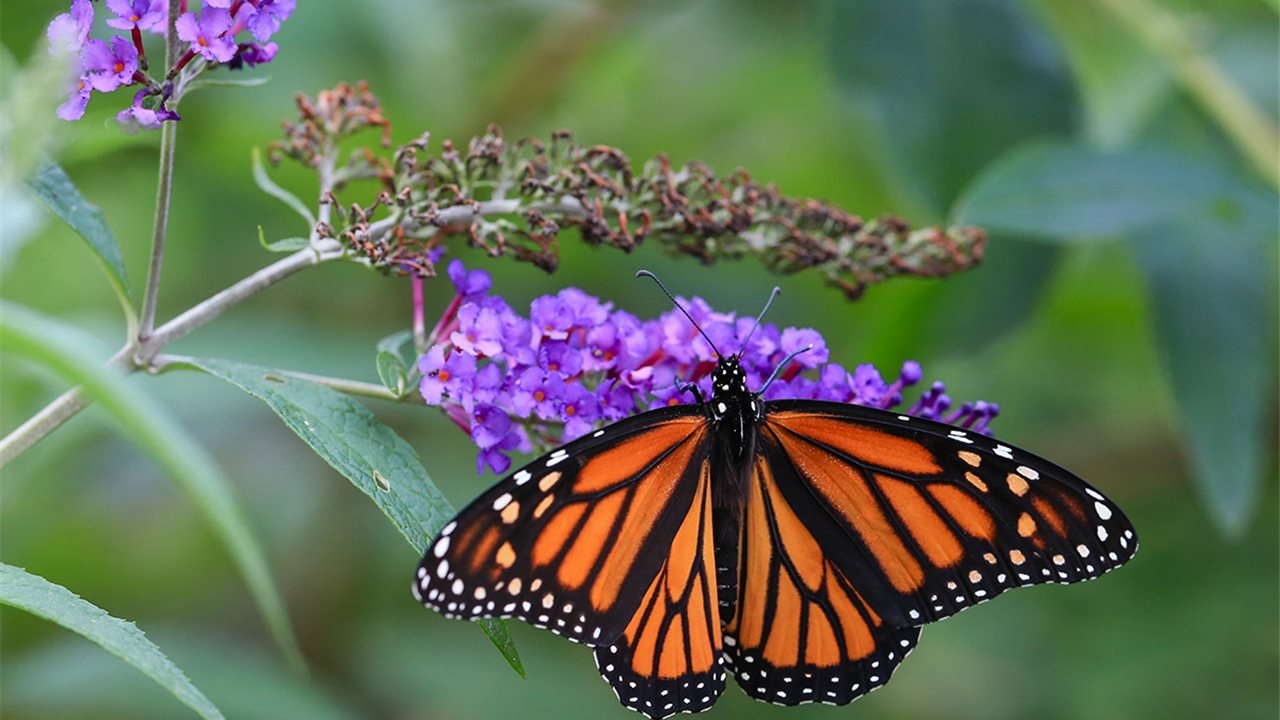 www.minutoneuquen.com.ar mariposas00