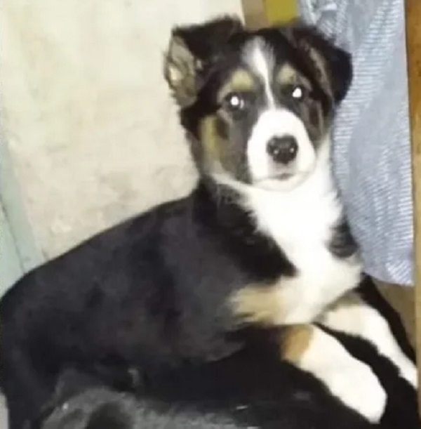 insi perrita asesinada a golpes