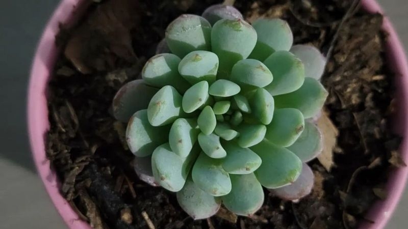 www.minutoneuquen.com.ar sucueche6