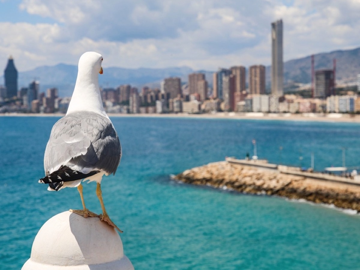 www.minutoneuquen.com.ar gaviotas01