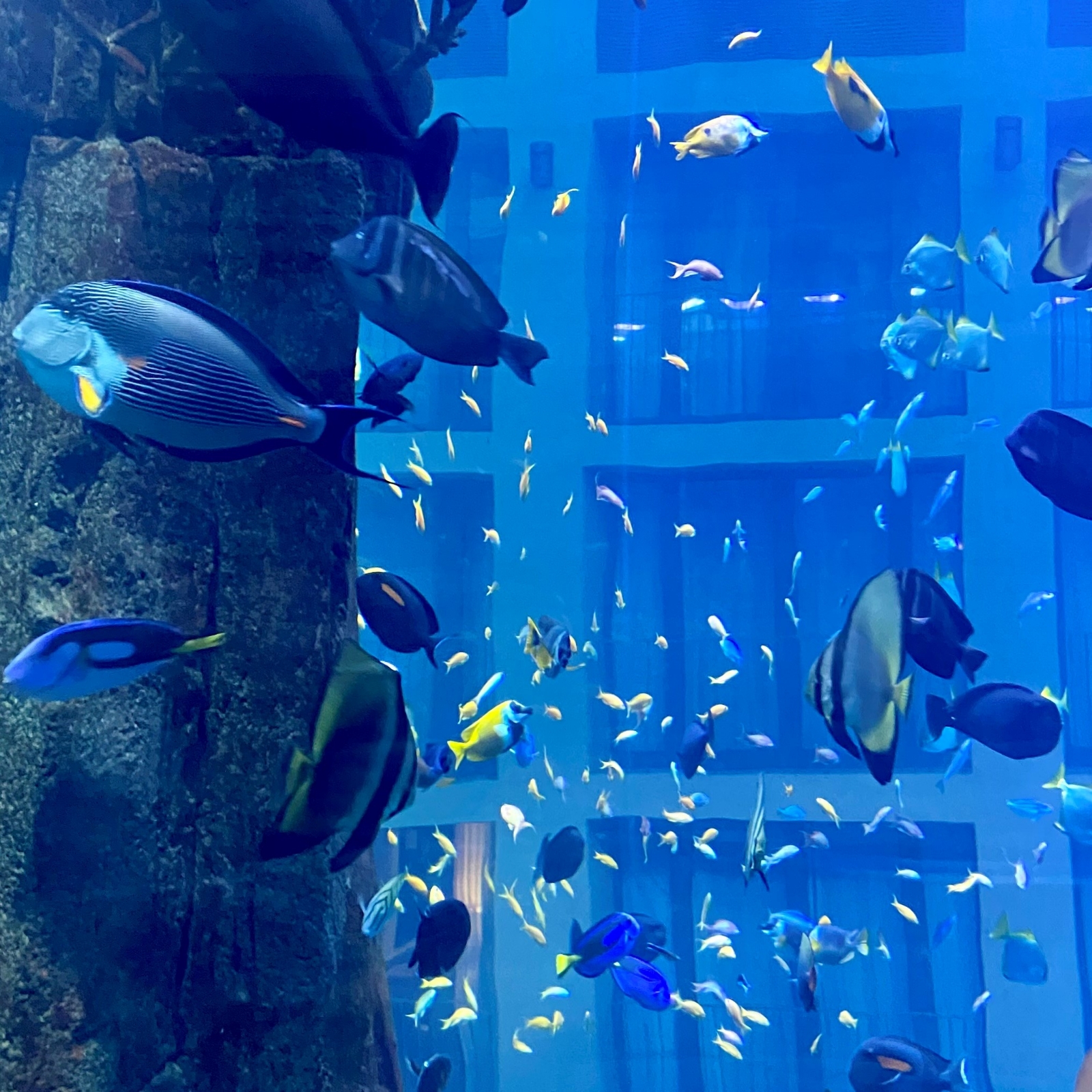 aquadom-fische-1