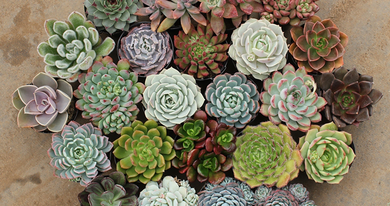 www.minutoneuquen.com.ar jardinsucu1