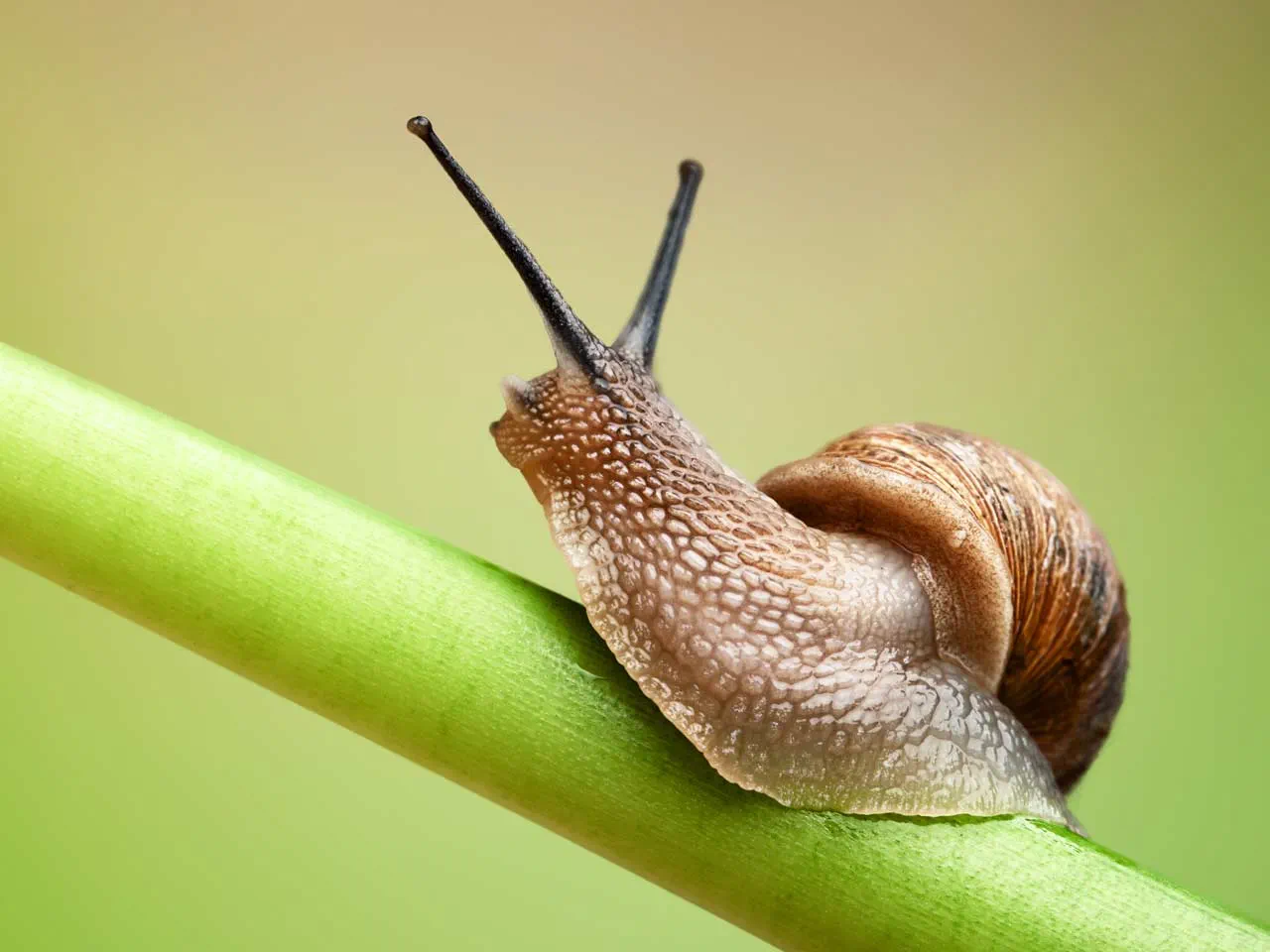 www.minutoneuquen.com.ar caracol2
